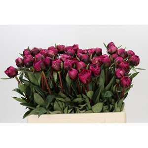 Paeonia Kansas