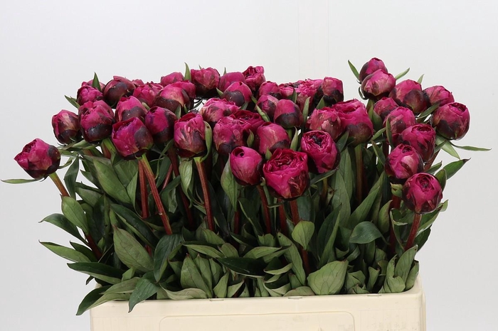 <h4>Paeonia Kansas</h4>