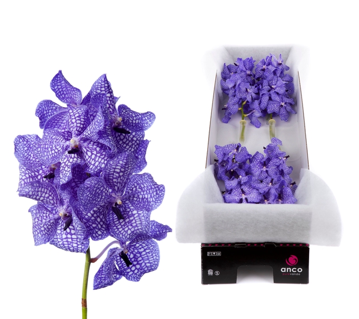 <h4>Vanda Delft Blue</h4>