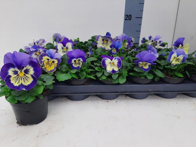 <h4>VIO WI INSPIRE+ VI F</h4>