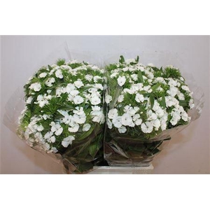 DI BARB AMAZONE NEON WHITE 50CM