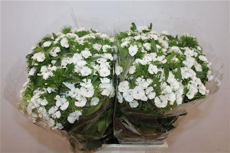 <h4>DI BARB AMAZONE NEON WHITE 50CM</h4>