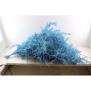 Sprengerie Wild Snow Blauw P Stem