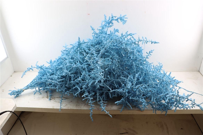 <h4>Sprengerie Wild Snow Blauw P Stem</h4>