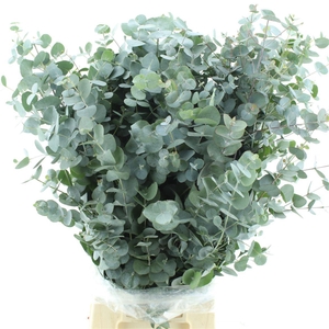 Euca Cinerea Long 400grams Super