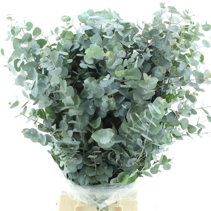 <h4>Euca Cinerea Long 300grams Super</h4>