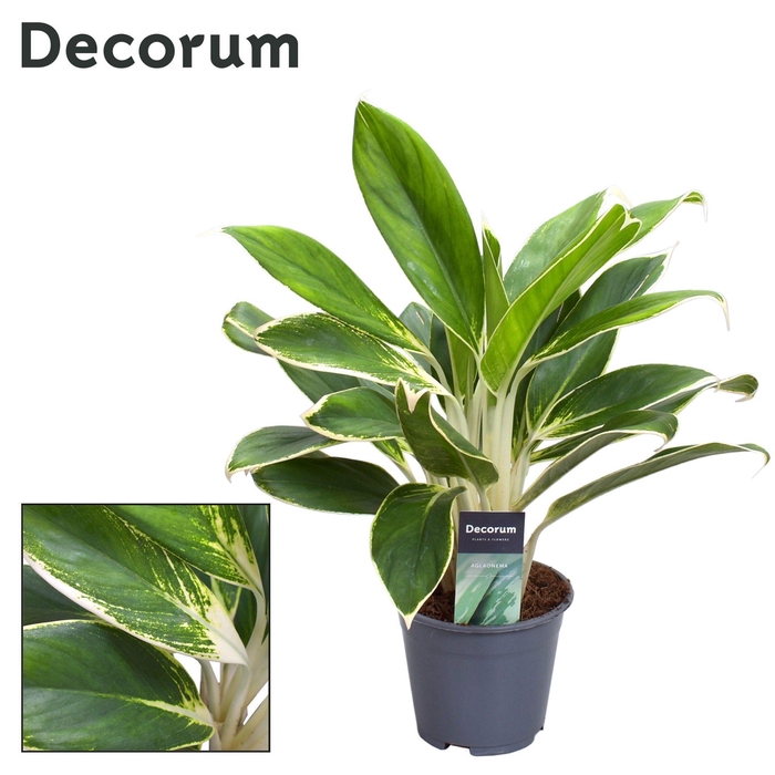 <h4>Aglaonema White Lime</h4>