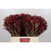 Leucadendron Jester