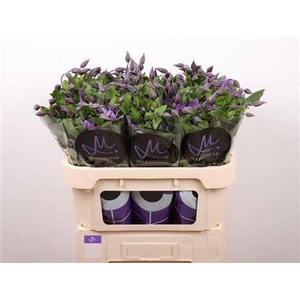 Clem Amazing Sofia *new* 4+,(TZ),MPS A,(10)