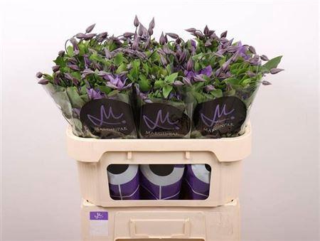 <h4>Clem Amazing Sofia *new* 4+,(TZ),MPS A,(10)</h4>