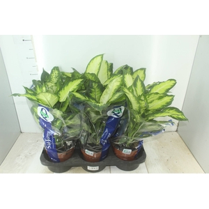 DIEFFENBACHIA VARIADO P17