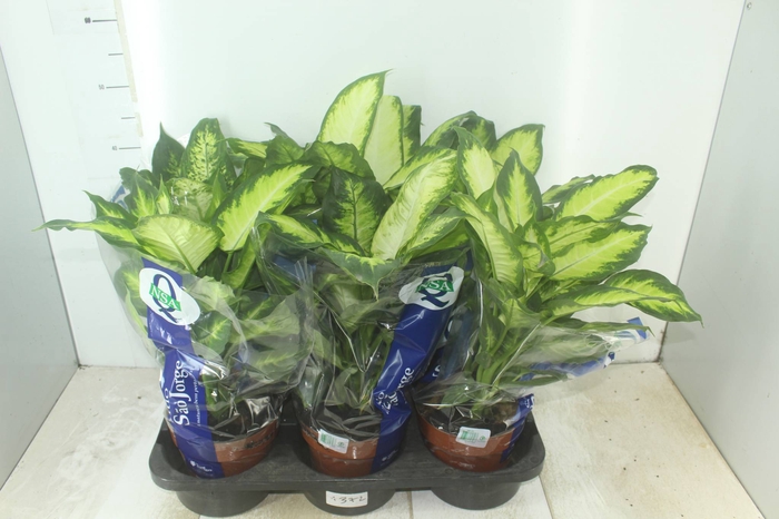 <h4>DIEFFENBACHIA VARIADO P17</h4>