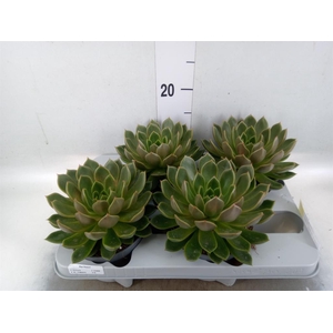 Echeveria   ...not flowering
