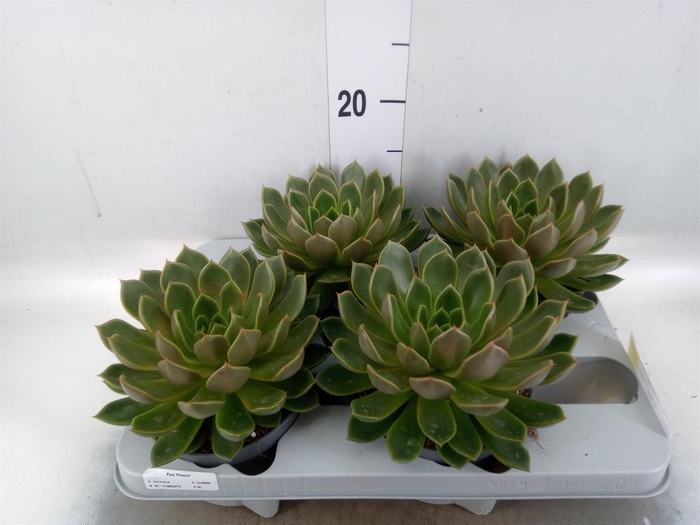 <h4>Echeveria   ...not flowering</h4>
