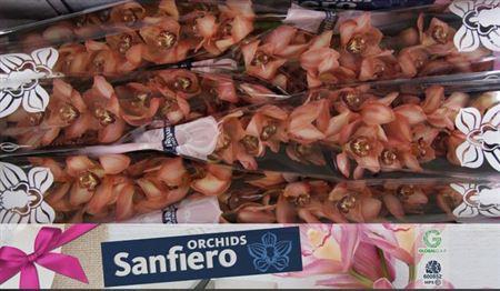 <h4>Cymb T Browny</h4>