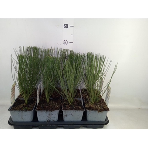 Cytisus praecox   ...