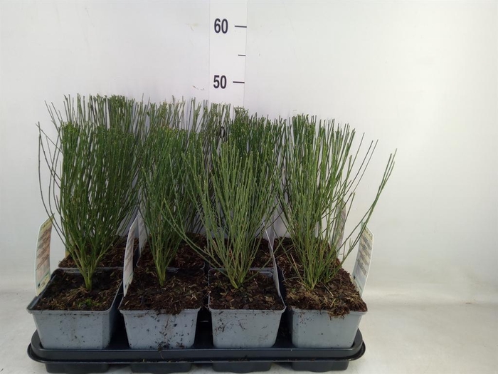 <h4>Cytisus praecox   ...</h4>