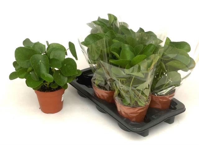 <h4>PILEA PEPEROMIOIDES</h4>