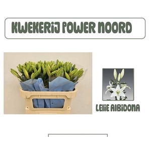 LI LA ALBIDONA