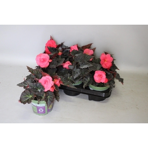 Begonia tub. Rose