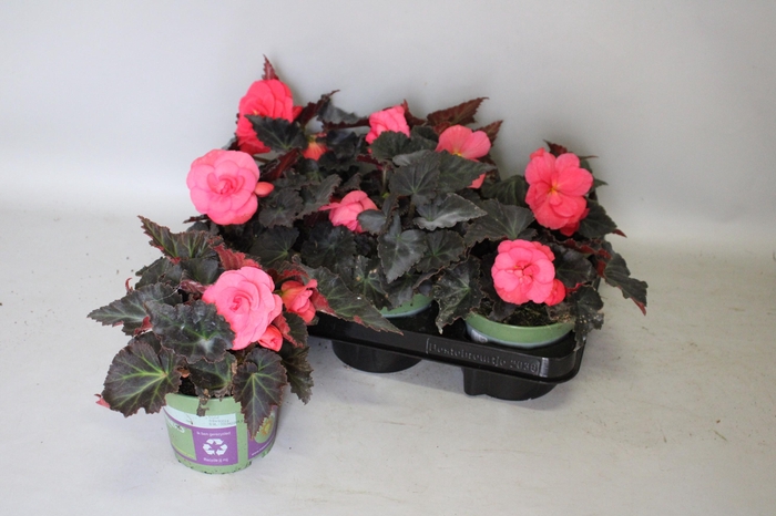 <h4>Begonia tub. Rose</h4>