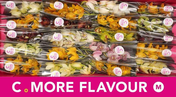 <h4>Cymbidium Mix</h4>