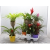Bromelia Op Hout