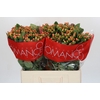 Hypericum Mellow Romance