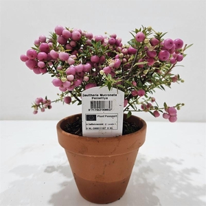 Gaultheria mucronata Terracotta Roze