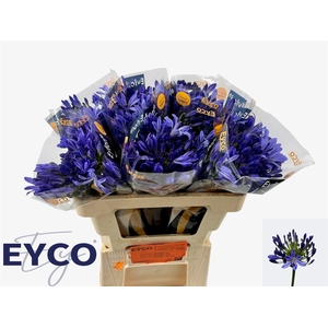 Agapanthus Eyfori Blue 50cm