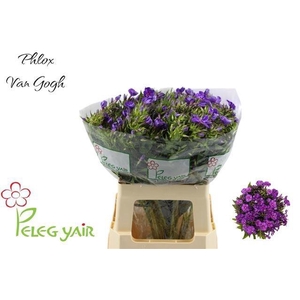 PHLOX P VAN GOGH