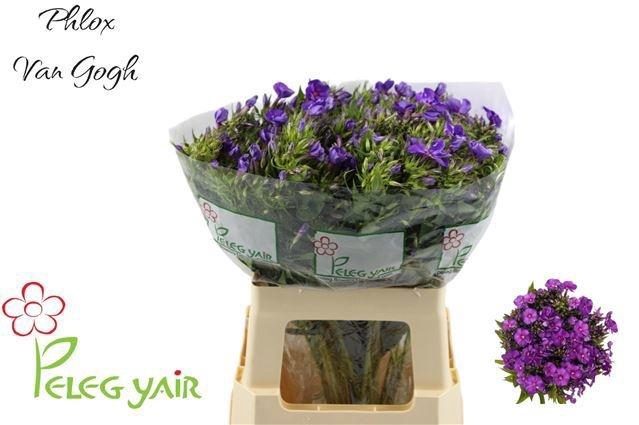 <h4>PHLOX P VAN GOGH</h4>