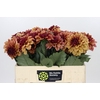 Dahlia Creme de Cognac