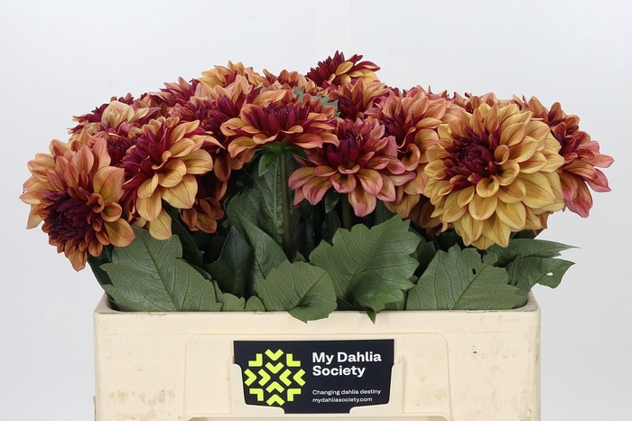 Dahlia Creme de Cognac