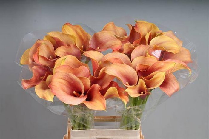 Calla Callista Kallaland