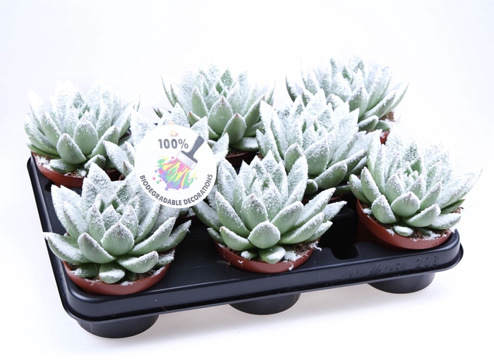 <h4>Echeveria  'Miranda'</h4>