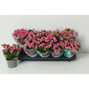 KAL GE PERFECTA PURP