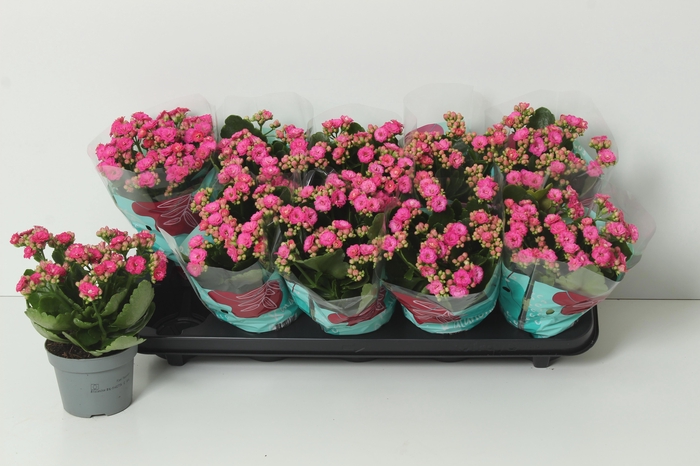 <h4>KAL GE PERFECTA PURP</h4>