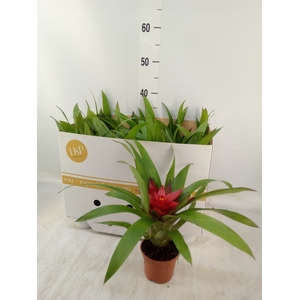 Guzmania  'Blitz'