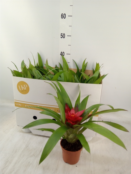<h4>Guzmania  'Blitz'</h4>