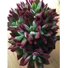 Echeveria gemengd