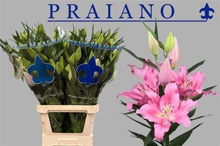 <h4>Li Or Praiano 6+</h4>