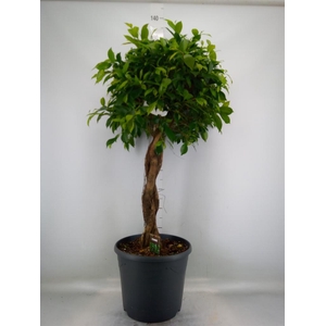 Ficus microcarpa ...