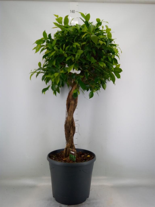 <h4>Ficus microcarpa   ...</h4>