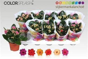 <h4>KAL GE GEM 6 KL</h4>