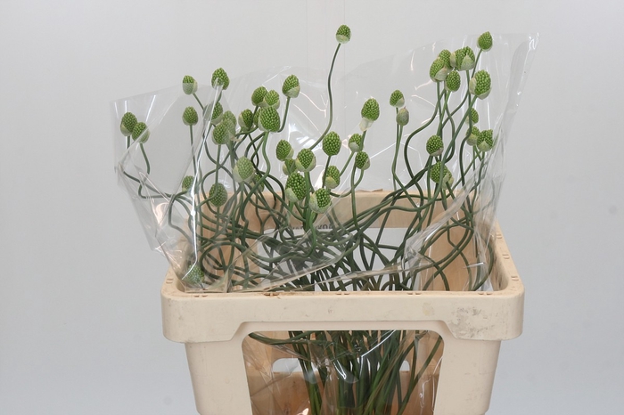 Allium Green Berry