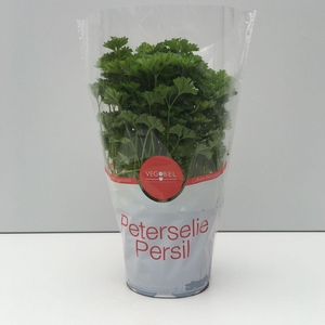 Peterselie Krul P12