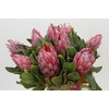 Protea Cynaroides Claire