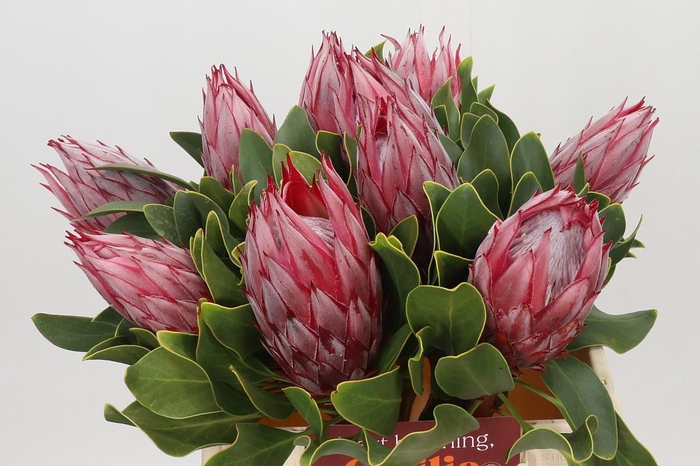 <h4>Protea Cynaroides Claire</h4>