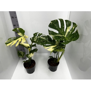 Monstera deliciosa Thai Constellation 17Ø 60cm 1pp